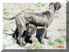 Great Dane Puppies , Great Danes for Sale , Great Dane Breeders